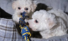 Photo №2 to announcement № 36084 for the sale of bichon frise - buy in Lithuania private announcement