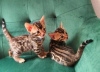 Photo №1. bengal cat - for sale in the city of Oslo | negotiated | Announcement № 76907