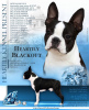 Additional photos: Boston terriers