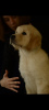 Photo №1. golden retriever - for sale in the city of St. Petersburg | 1000$ | Announcement № 13618