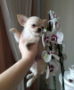 Photo №1. chihuahua - for sale in the city of New York | 400$ | Announcement № 104170