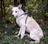 Photo №3. Wonderful polar bear cub Kai is looking for a home!. Russian Federation