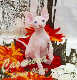 Photo №2 to announcement № 2677 for the sale of sphynx-katze - buy in Ukraine private announcement, from nursery