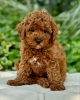 Photo №1. poodle (toy) - for sale in the city of Munich | negotiated | Announcement № 113157