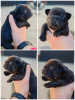 Photo №2 to announcement № 95766 for the sale of french bulldog - buy in Serbia breeder