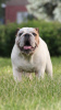 Photo №1. english bulldog - for sale in the city of Minsk | negotiated | Announcement № 92721