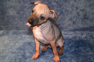 Photo №3. American hairless terrier. Russian Federation