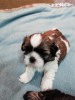 Additional photos: Purebred Shih Tzu puppies.