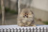 Photo №2 to announcement № 96873 for the sale of pomeranian - buy in Serbia 
