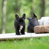 Photo №2 to announcement № 127371 for the sale of french bulldog - buy in Germany private announcement