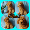 Photo №2 to announcement № 14697 for the sale of poodle (dwarf) - buy in Ukraine 
