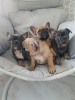 Photo №1. french bulldog - for sale in the city of Munich | 475$ | Announcement № 118115