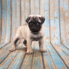 Photo №2 to announcement № 52296 for the sale of pug - buy in Germany breeder