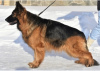 Additional photos: German Shepherd longhaired 11 months old male