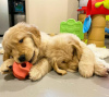 Photo №1. golden retriever - for sale in the city of Tel Aviv | Is free | Announcement № 109727