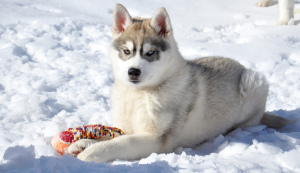 Photo №1. siberian husky - for sale in the city of Tyumen | negotiated | Announcement № 1676