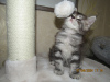 Photo №4. I will sell maine coon in the city of Riga. from nursery, breeder - price - 740$