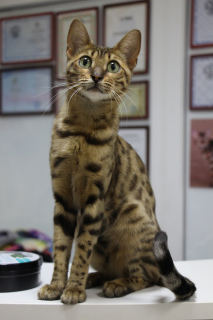 Photo №4. I will sell bengal cat in the city of Naberezhnye Chelny. from nursery, breeder - price - 65$