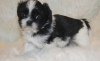 Photo №1. shih tzu - for sale in the city of Bonn | Is free | Announcement № 95095