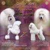 Photo №1. poodle (royal) - for sale in the city of Odessa | 528$ | Announcement № 80660