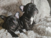 Photo №1. french bulldog - for sale in the city of Антверпен | 475$ | Announcement № 123915