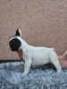 Additional photos: Beautiful french bulldog puppies