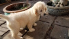 Photo №1. golden retriever - for sale in the city of Jeddah | negotiated | Announcement № 20949