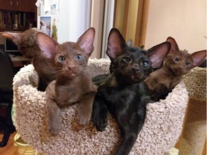 Photo №1. oriental shorthair - for sale in the city of St. Petersburg | 165$ | Announcement № 1304