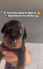 Additional photos: Doberman puppies for sale