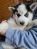 Photo №2 to announcement № 34548 for the sale of siberian husky - buy in Estonia private announcement