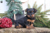 Photo №1. yorkshire terrier - for sale in the city of Sonneberg | 390$ | Announcement № 63737