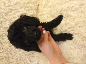 Photo №2 to announcement № 3448 for the sale of poodle (toy) - buy in Russian Federation from nursery