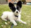 Photo №2 to announcement № 55329 for the sale of papillon dog - buy in Sweden private announcement