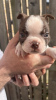 Additional photos: We have 5 beautiful bostons puppies for sale,