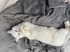 Photo №3. I am selling a cat. Color silver chinchilla. Germany