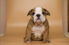 Photo №2 to announcement № 31242 for the sale of english bulldog - buy in Ukraine private announcement
