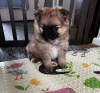 Photo №1. non-pedigree dogs - for sale in the city of Chicago | 300$ | Announcement № 96919