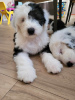 Photo №4. I will sell bobtail in the city of Батуми. private announcement, breeder - price - 1200$