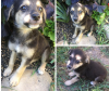 Photo №1. non-pedigree dogs - for sale in the city of Krasnodar | Is free | Announcement № 7518