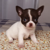 Additional photos: Chihuahua chocolate boy