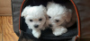 Photo №2 to announcement № 19440 for the sale of maltese dog - buy in Belgium private announcement