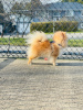 Photo №3. Pomeranian male dog available for mating in Canada. Announcement № 9896