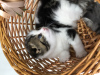 Photo №2 to announcement № 7725 for the sale of scottish fold - buy in Russian Federation from nursery