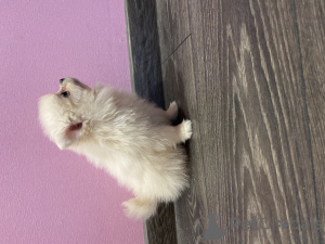 Photo №2 to announcement № 7410 for the sale of pomeranian - buy in Russian Federation breeder