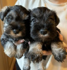 Photo №1. standard schnauzer - for sale in the city of Surčin | negotiated | Announcement № 81025