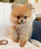 Photo №3. Beatiful Male and Female Pomeranian Puppies For Sale Whattsapp 1978-414-5011. Israel