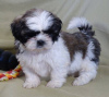 Photo №1. shih tzu - for sale in the city of Vienna | negotiated | Announcement № 31984