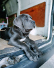 Photo №1. cane corso - for sale in the city of Oslo | 634$ | Announcement № 80678