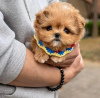 Photo №3. maltipoo puppy. United States