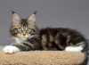 Photo №4. I will sell maine coon in the city of Kazan. from nursery - price - negotiated